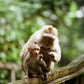 Bali little adventurers -Monkey - Myladytrip.com