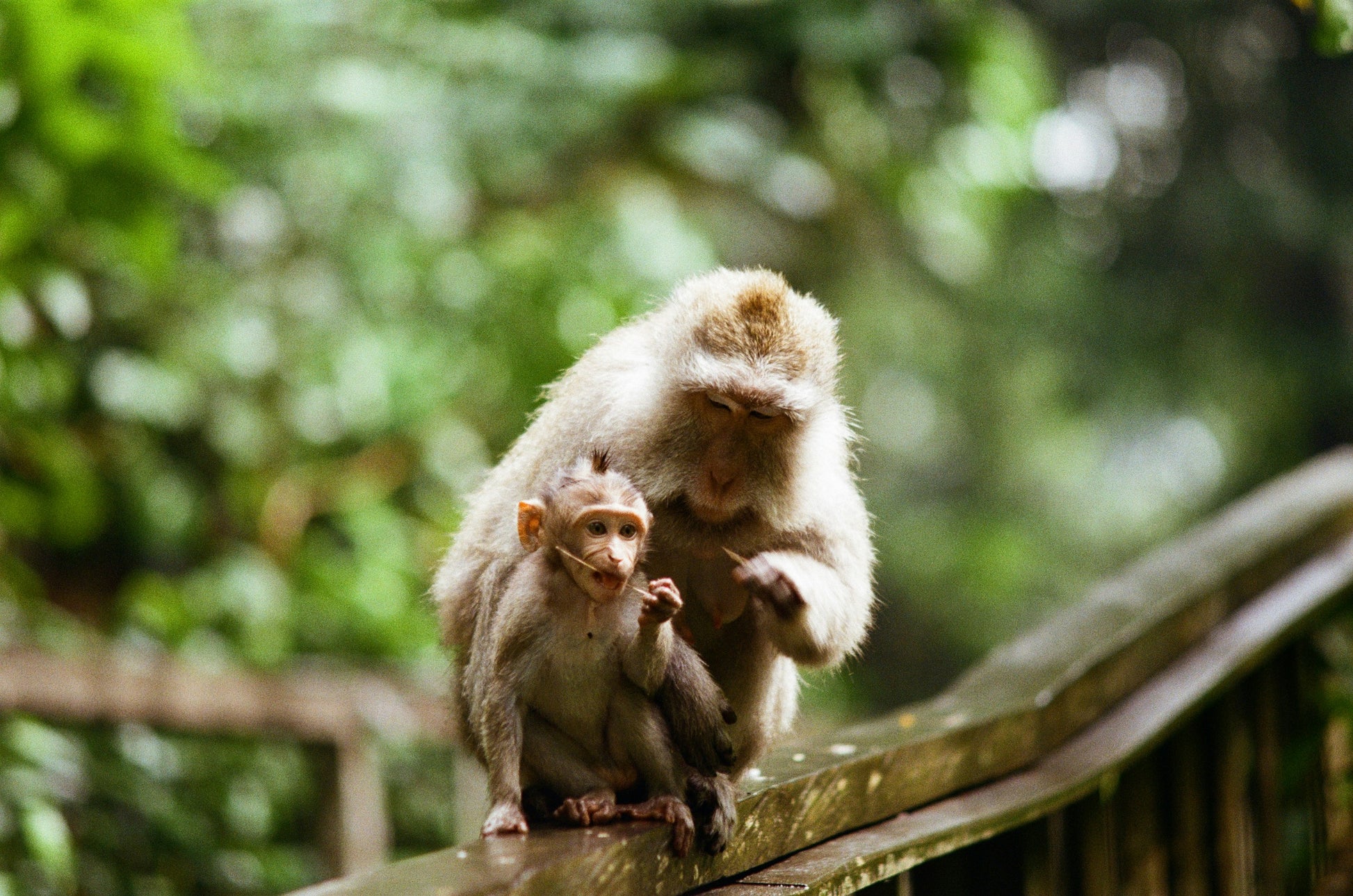 Bali little adventurers -Monkey - Myladytrip.com