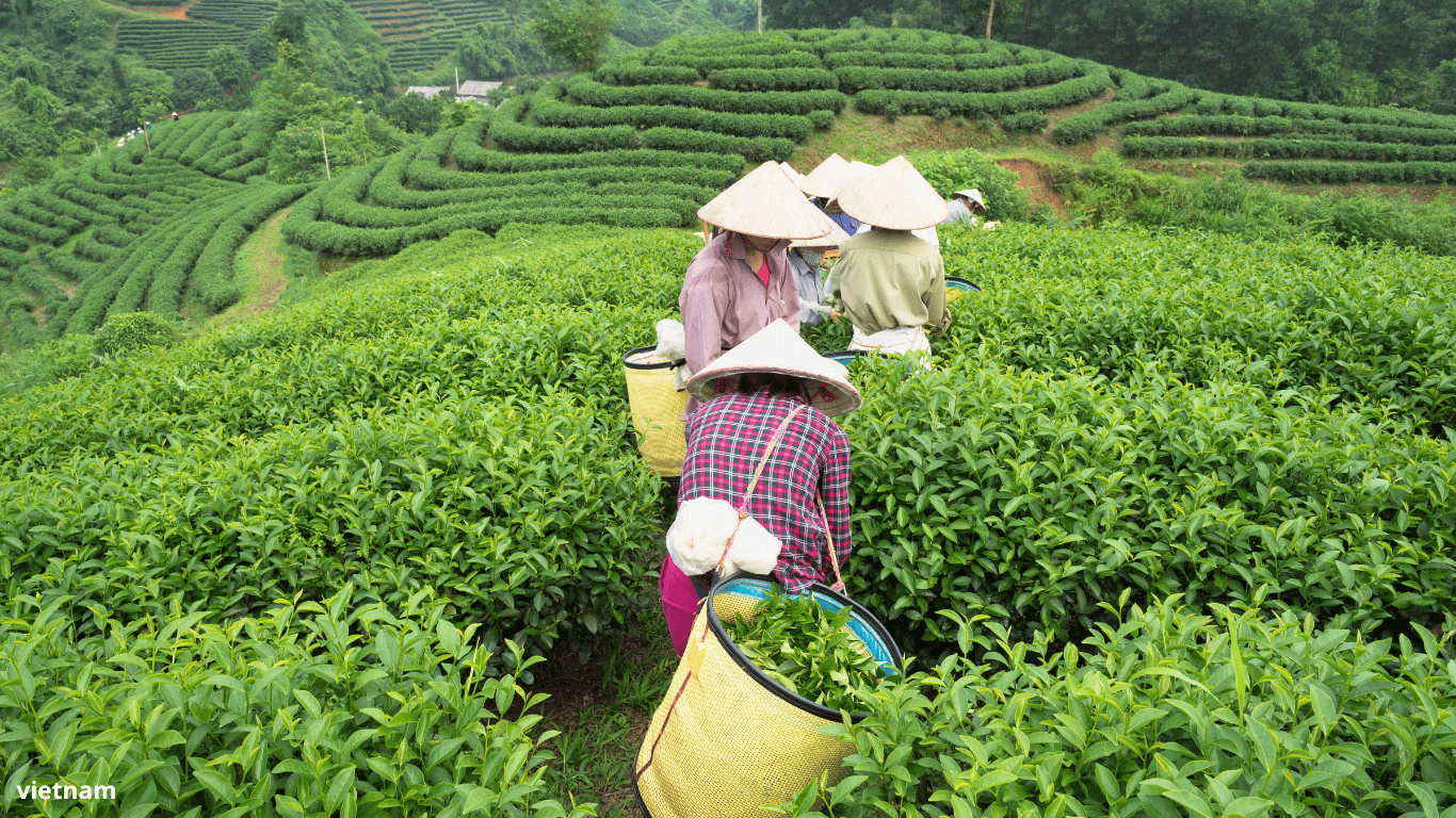 Vietnam for Ladies