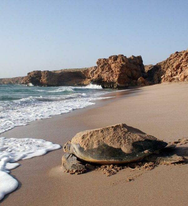 tortues oman